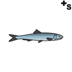 anchovies