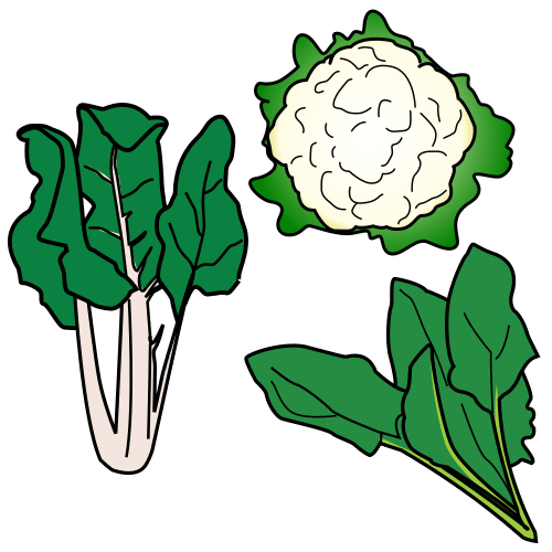 vegetable