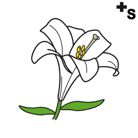 lilies