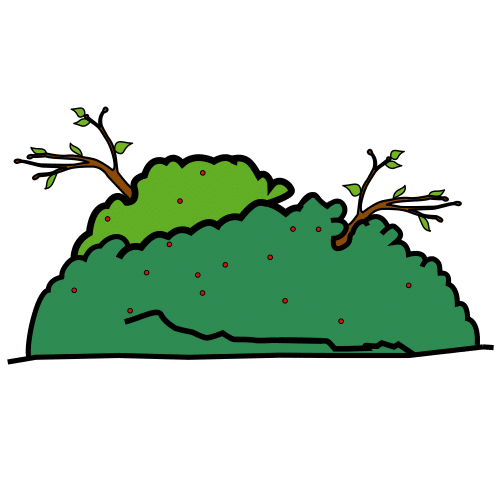 bush