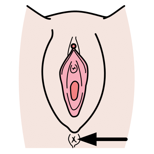 anus