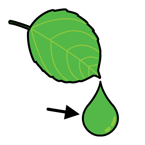 chlorophyll