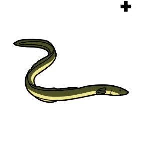 ål