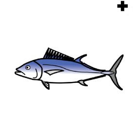 fisk