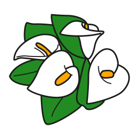 Zantedeschia