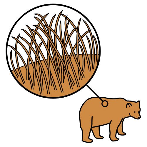 animal hair