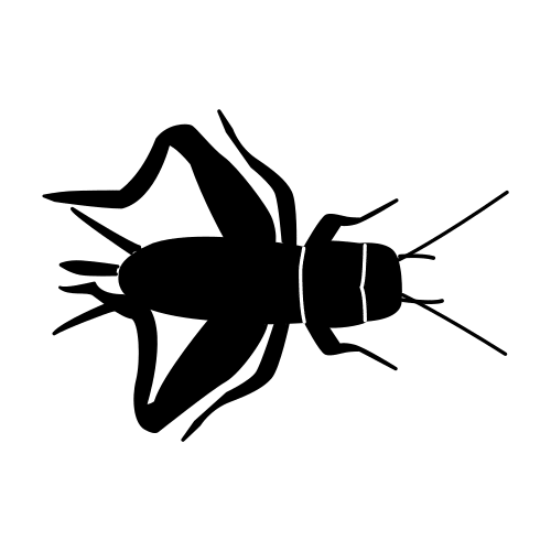cricket