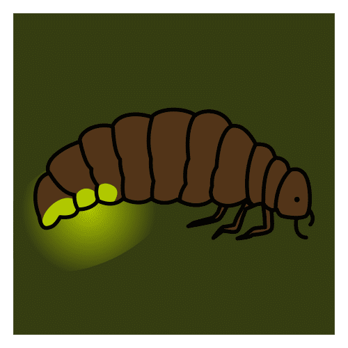 firefly