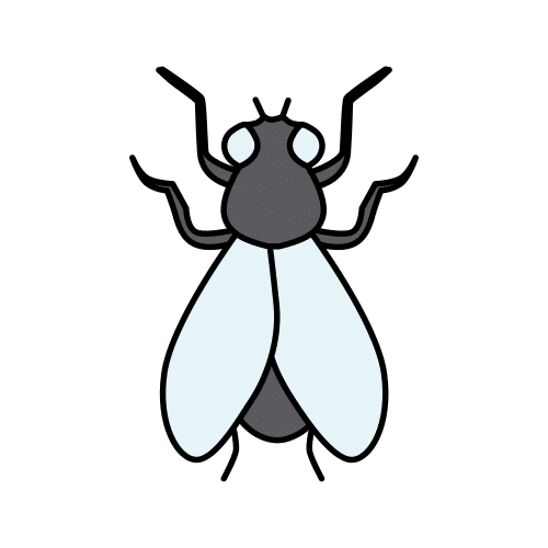 fly