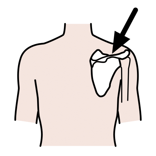 shoulder blade