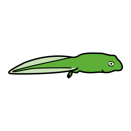 tadpole