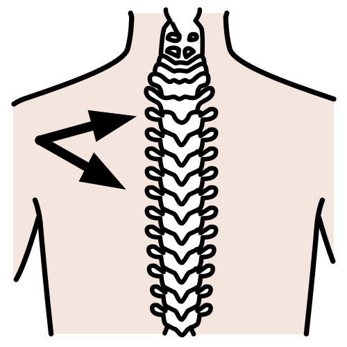 vertebras