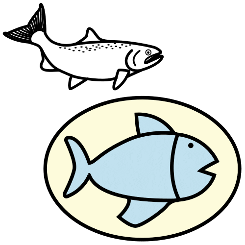 salmon