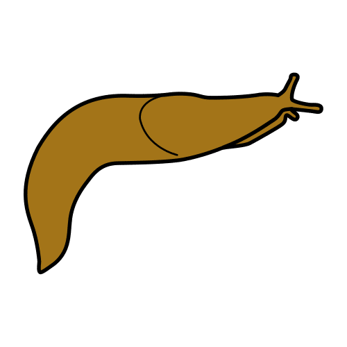slug