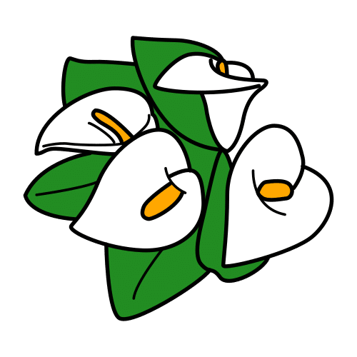 calla lily