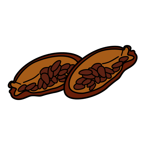 cocoa bean