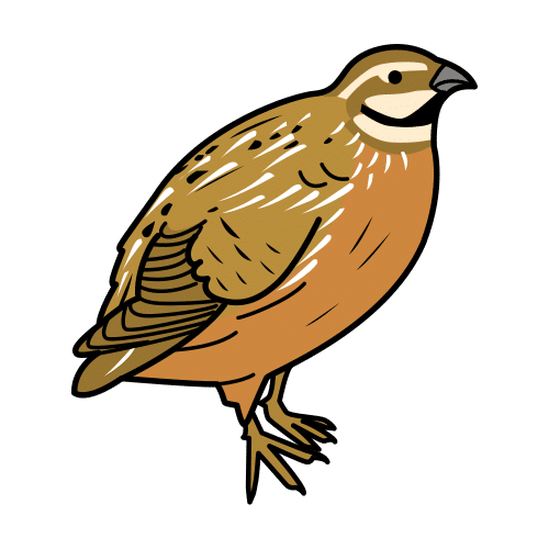 quail