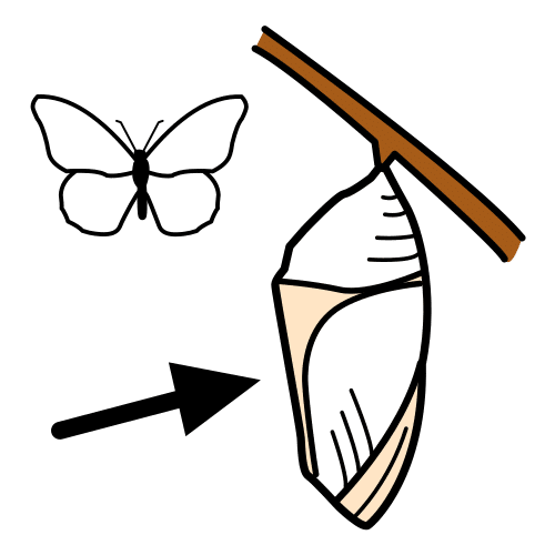 chrysalis