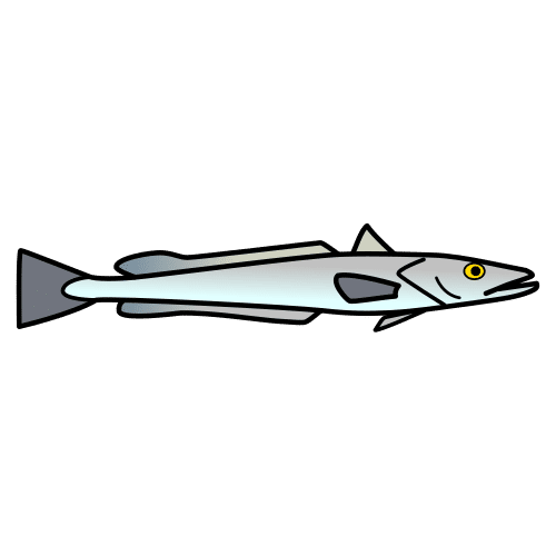 young hake