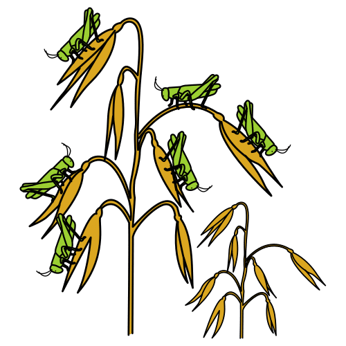 plague