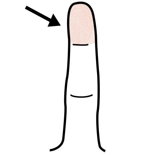 fingertip