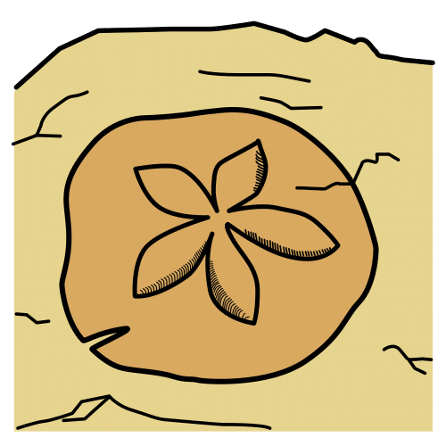 sea urchin