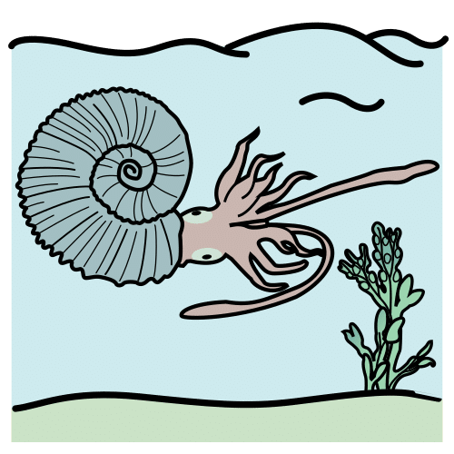 ammonite