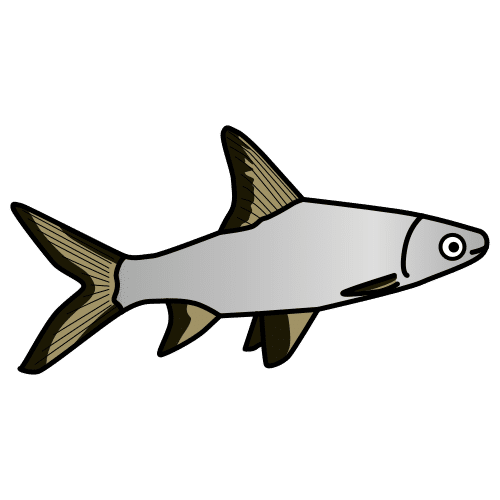 bala shark