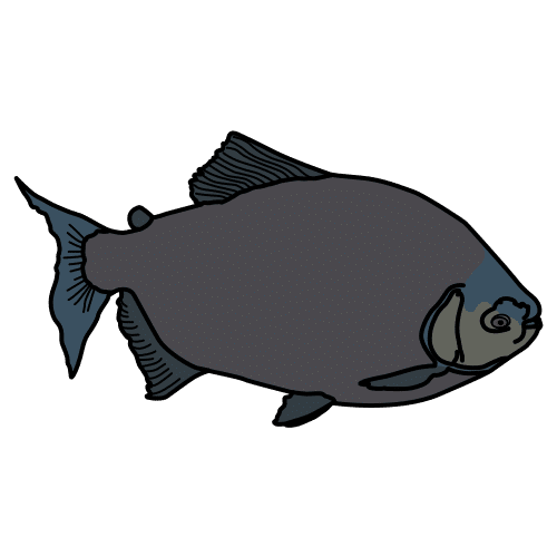 tambaqui