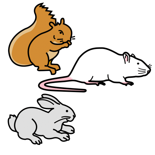 rodent