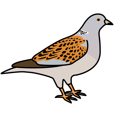 turtledove