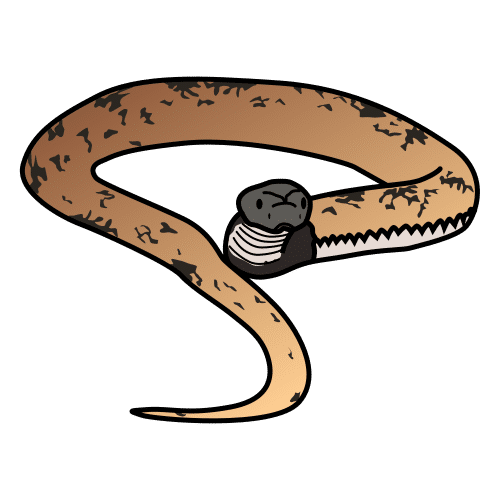 snake