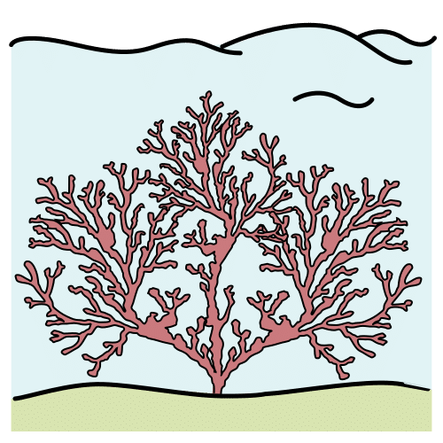 coral