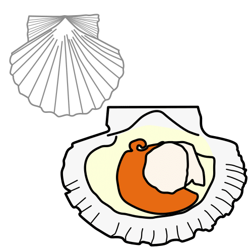 scallop