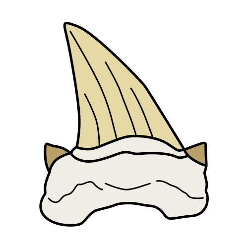 shark tooth