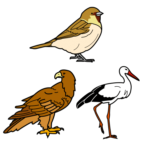 flying animals