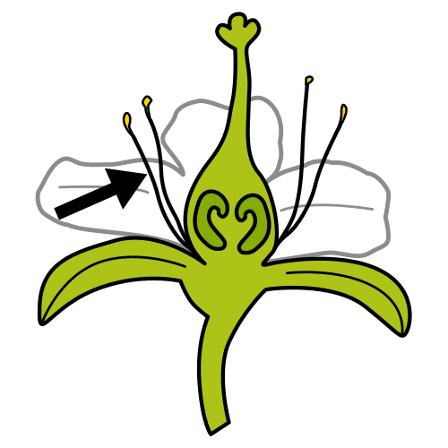 stamen