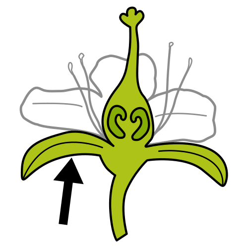 sepal