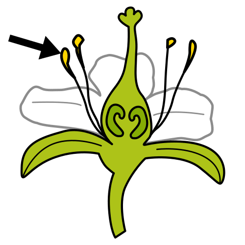 pollen