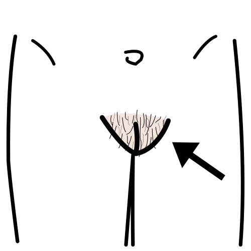 vagina
