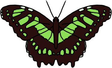 malachite butterfly