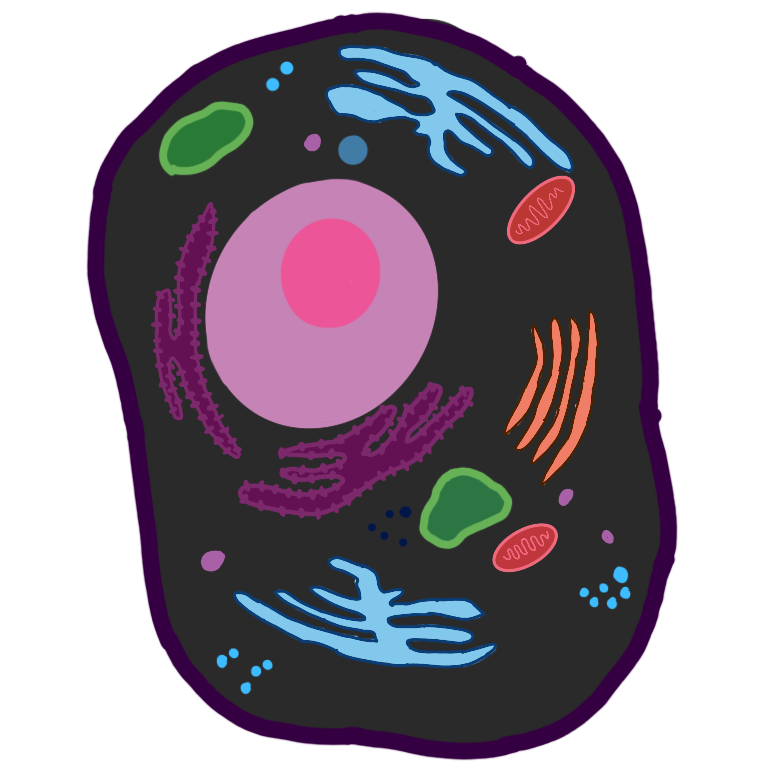 animal cell