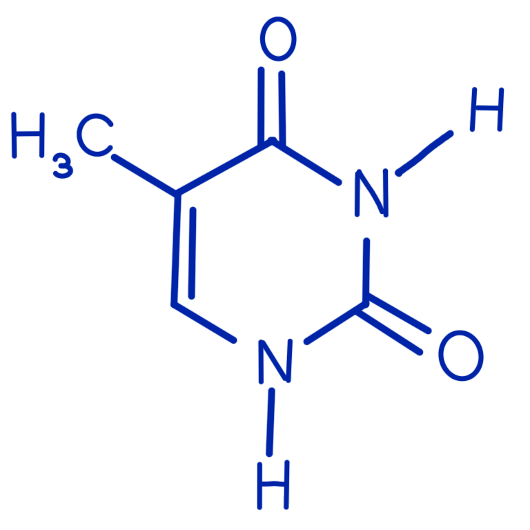 thymine