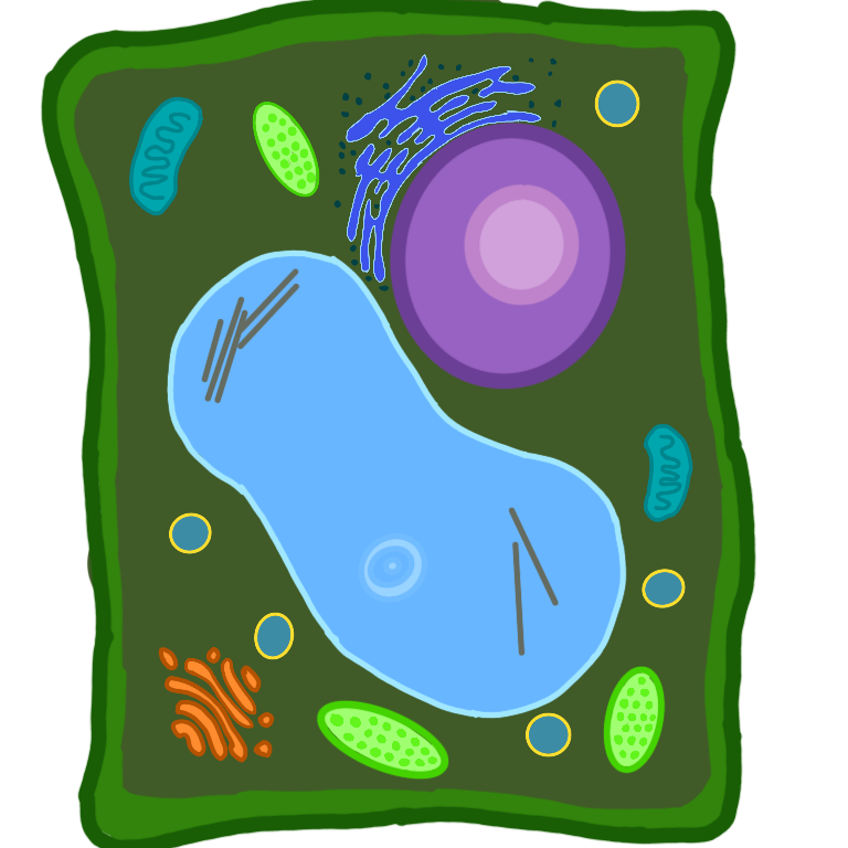 plant cell