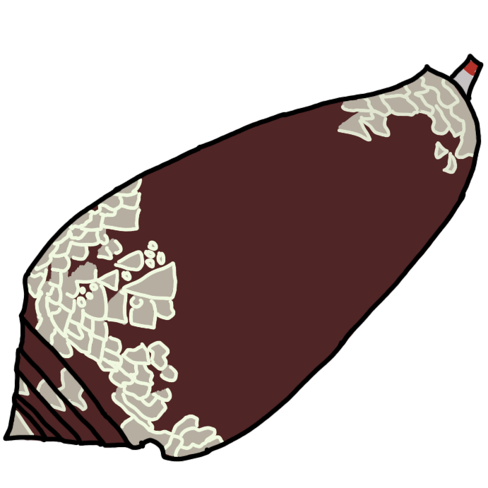 cone snail