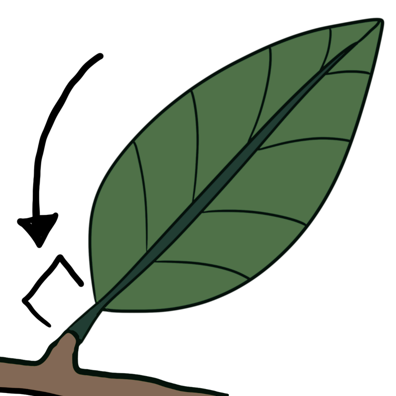 petiole