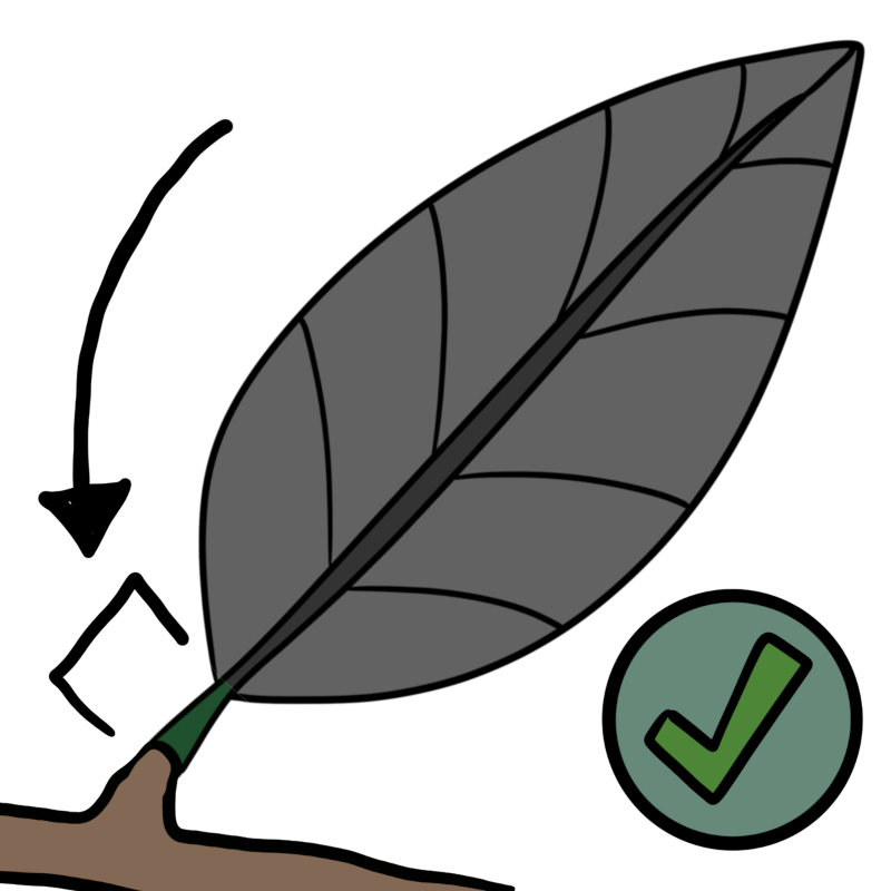 petiolate