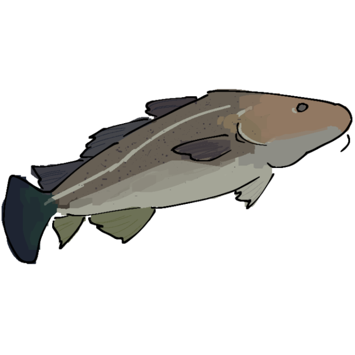 cod