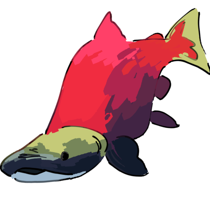 salmon