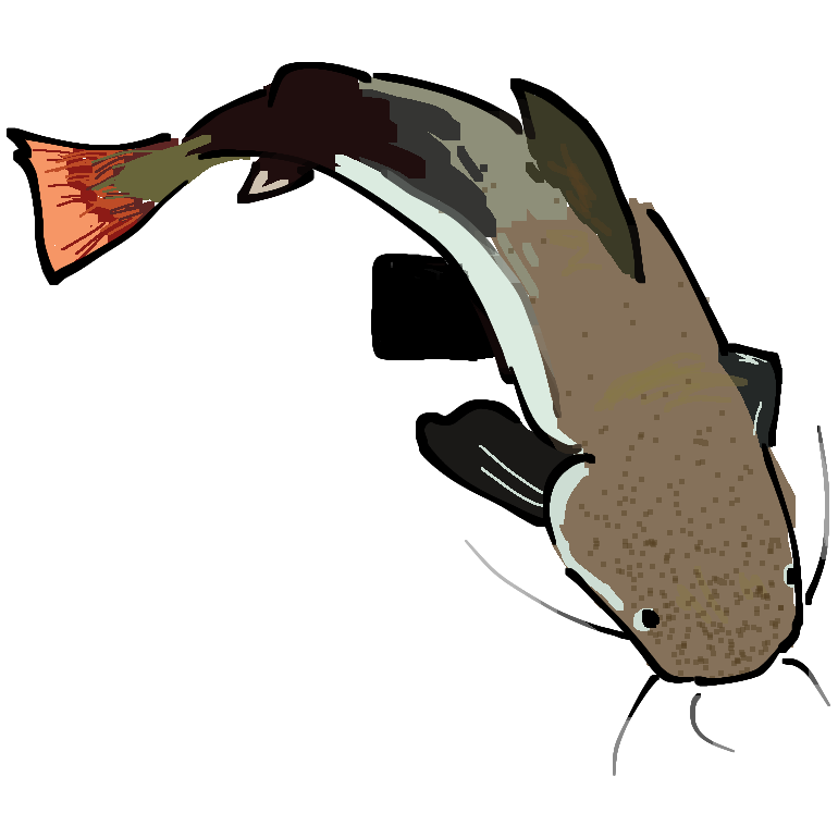 catfish